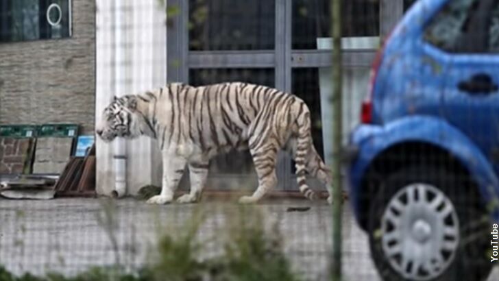 Escaped Tiger Terrifies Italian Town