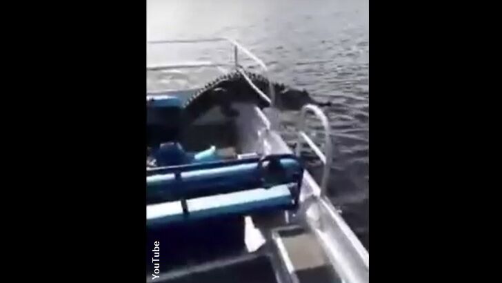 Watch: Gator Leap Terrifies Tourists