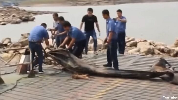 Watch: China 'River Monster' Revealed?