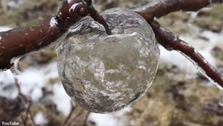 Video: 'Ghost Apples' Found in Michigan