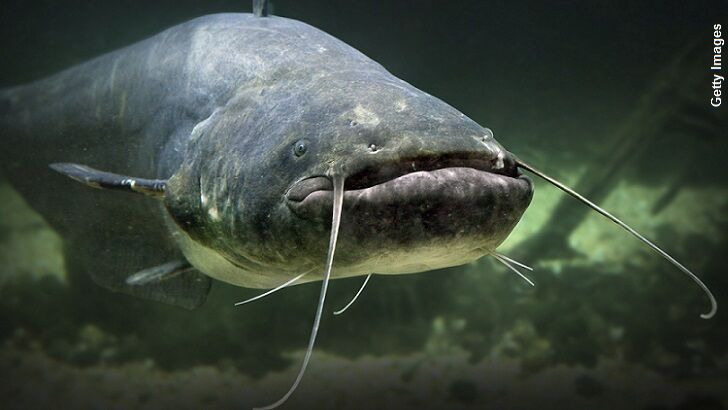 Florida Town Puzzled by Catfish Capers