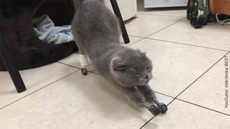 Dymka the Cat Gets Prosthetic Feet
