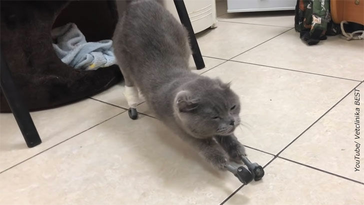 Dymka the Cat Gets Prosthetic Feet
