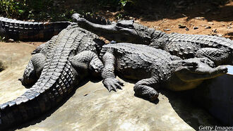 Crocodiles to Guard Death Row Convicts