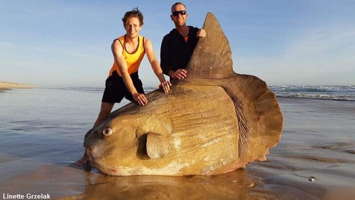 Huge Sunfish Washes Ashore in Australia