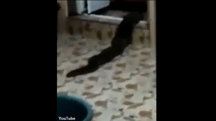 Watch: Bizarre 'Swamp Monster' Emerges from Sewer in Malaysia