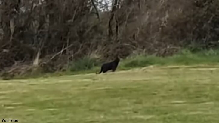 Big Cat Flap Unfolding in Britain