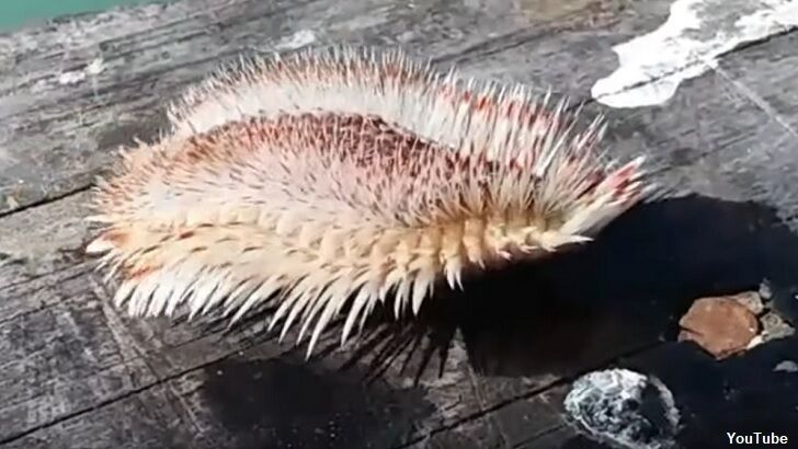 Video: Odd Sea Creature Caught in Texas