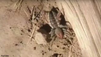 Watch: Bizarre Bug Baffles Briton