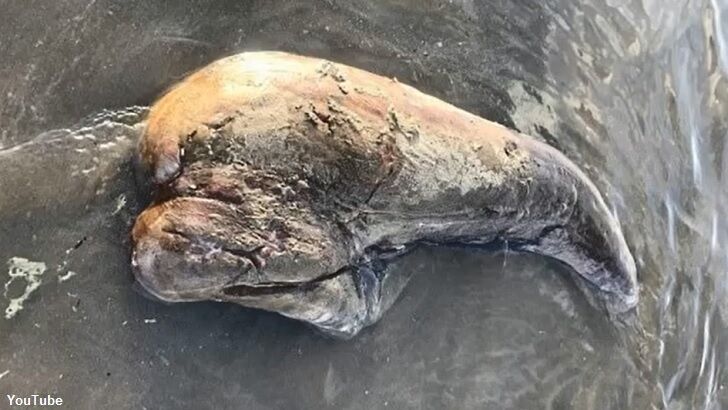 Bizarre Mystery Creature Found Dead on Beach in Australia