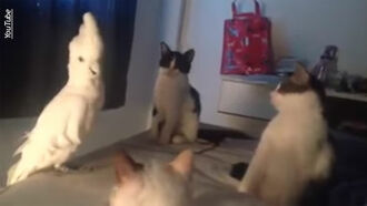 Video: Parrot Meows Like a Cat