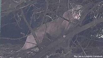 Possible Puma Photographed in England