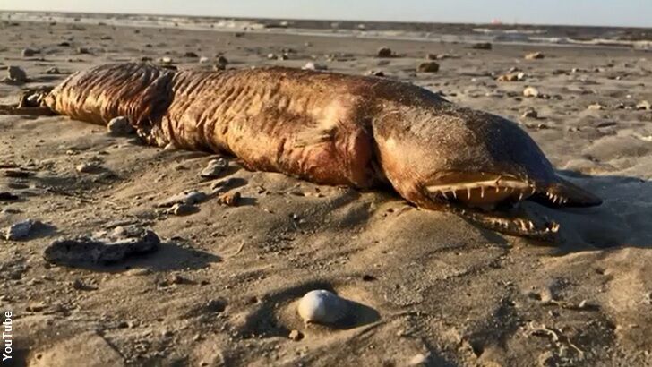 Monstrous Sea Creature Discovered on a Beach in Texas