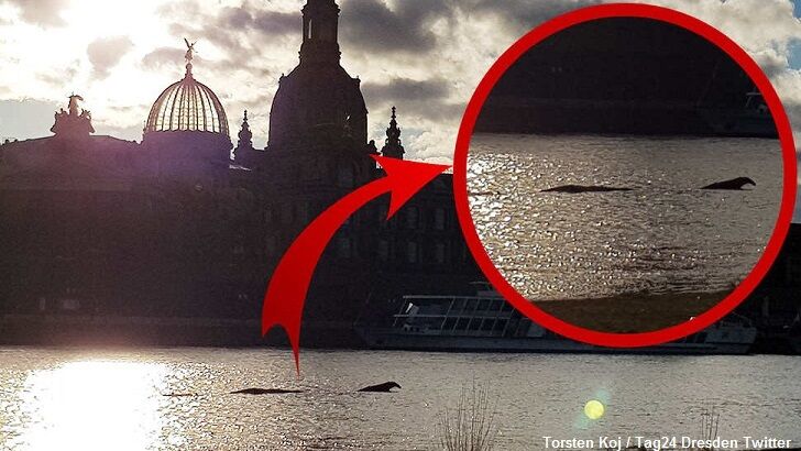 'River Monster' Spotted in Germany