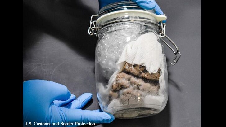 Border Patrol Finds Human Brain in Package Shipped from Canada