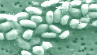 Microbes Redefine Life