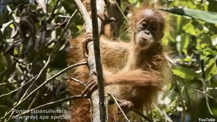 New Orangutan Species Discovered