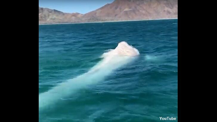Watch: Rare Albino Whale Filmed Off the Coast of Mexico