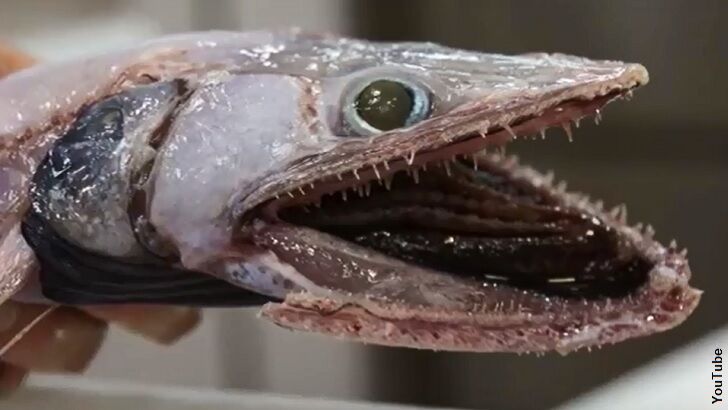 Video: Monstrous 'Lizard Fish' Caught Near Australia