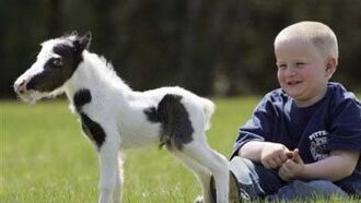 Newborn Horse May Be World's Smallest