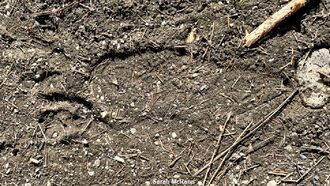 Bigfoot Print Found in British Columbia?