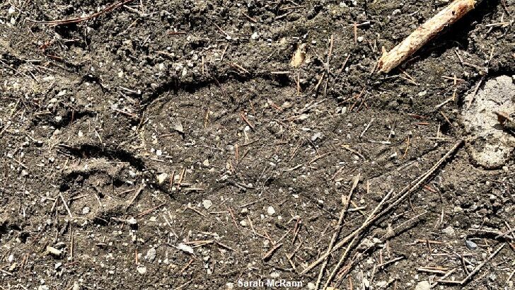 Bigfoot Print Found in British Columbia?