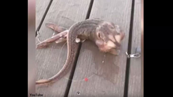 Watch: Fisherman Catches Bizarre 'Mystery Creature' Near Coney Island