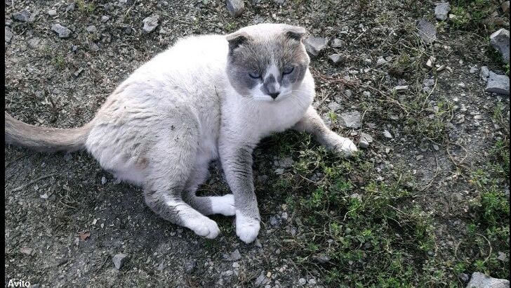 Odd Ad Lists 'Psychic' Cat for Sale