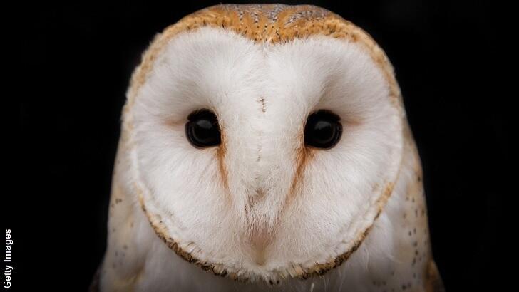 Dozens Of Dead Owls Appear Along Idaho Highway 