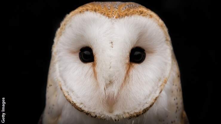 Dozens of Dead Owls Appear Along Idaho Highway | Coast to Coast AM