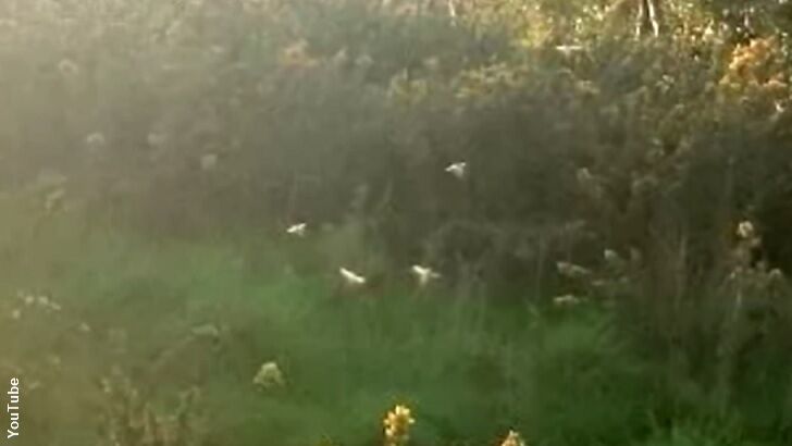 Welsh Musician Photographs Swarm of Fairies?