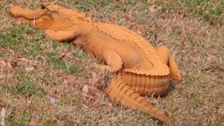 Orange Alligator Astounds SC Town