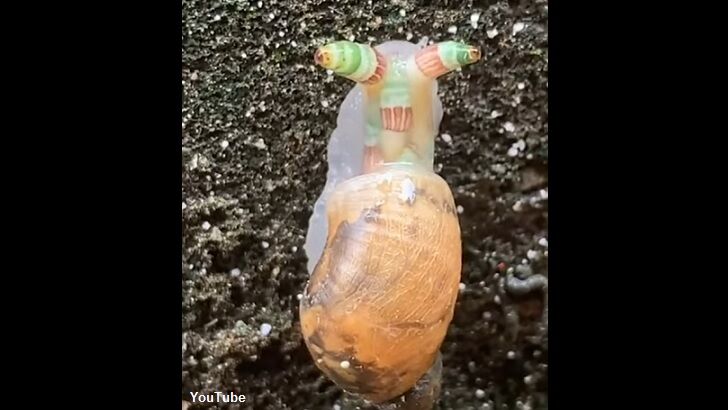 Watch: 'Zombie Snail' Spotted in Taiwan