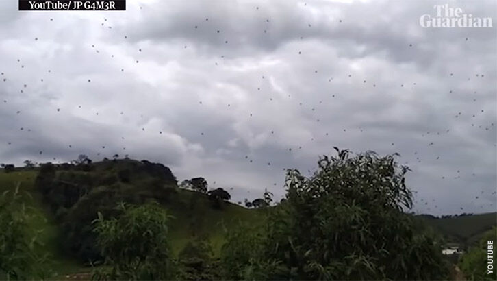 Watch: Airborne Arachnids