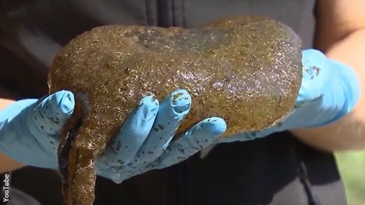 Bizarre Blob Found in BC Lagoon