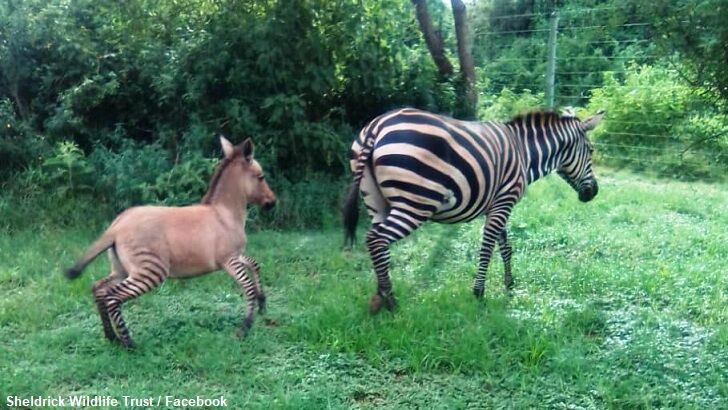 'Highly Unusual' Zonkey Born in Kenya