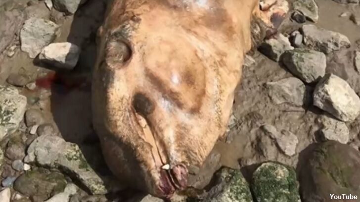 Mysterious 'River Monster' Washes Ashore in England