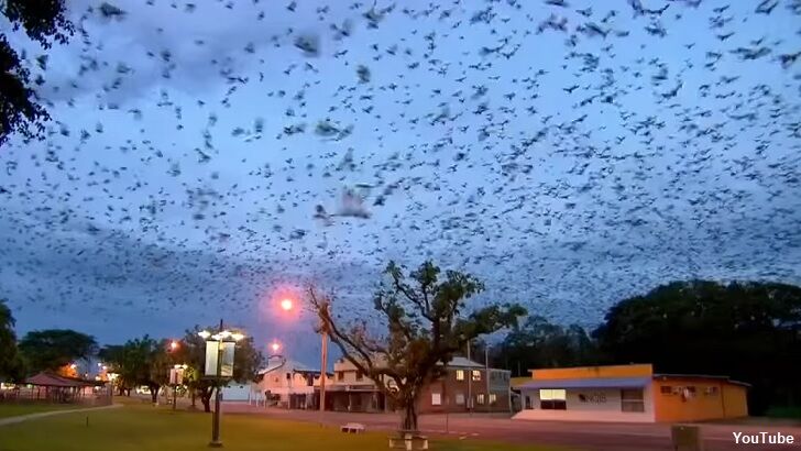 Video: Enormous Bat Colony Overtakes Australian Town
