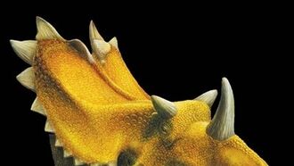 A Double Dinosaur Discovery