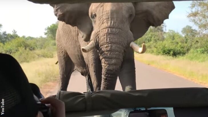 Watch: Ornery Elephant Stares Down Safari Jeep
