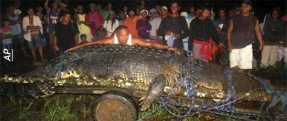 Giant Crocodile Captured