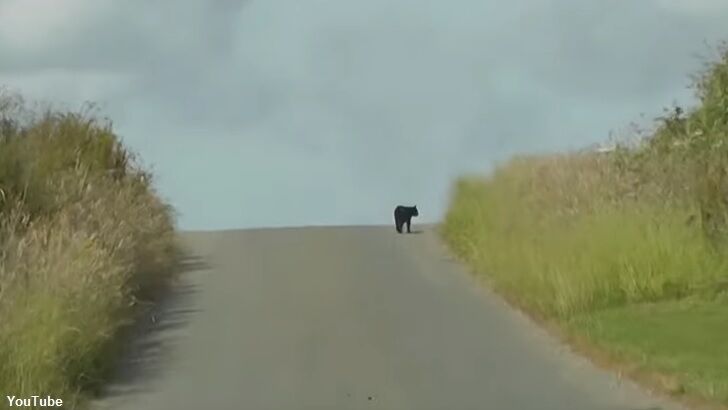 Video: Another Big Cat Spotted in Britain