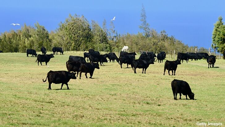 Serial Cow Killer Haunts Hawaiians