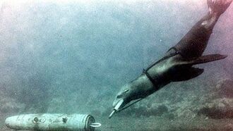 Sea Lions Fight Terrorism