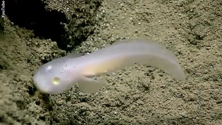 Watch: Amazing 'Ghost Fish' Wows NOAA
