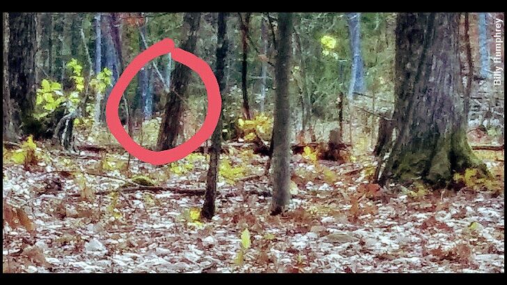 Bigfoot Photographed in West Virginia?