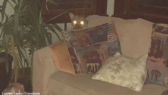 Woman Claims to Solve Strange Cougar Situation Using Telepathy