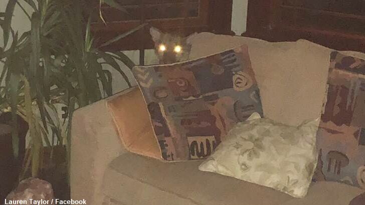 Woman Claims to Solve Strange Cougar Situation Using Telepathy