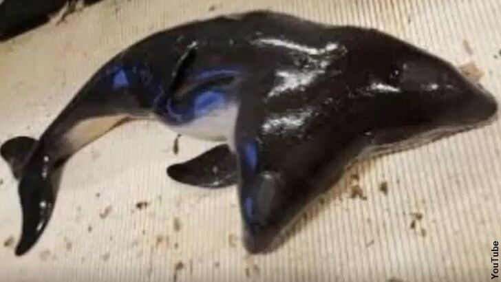 Two-Headed Porpoise Find is a First