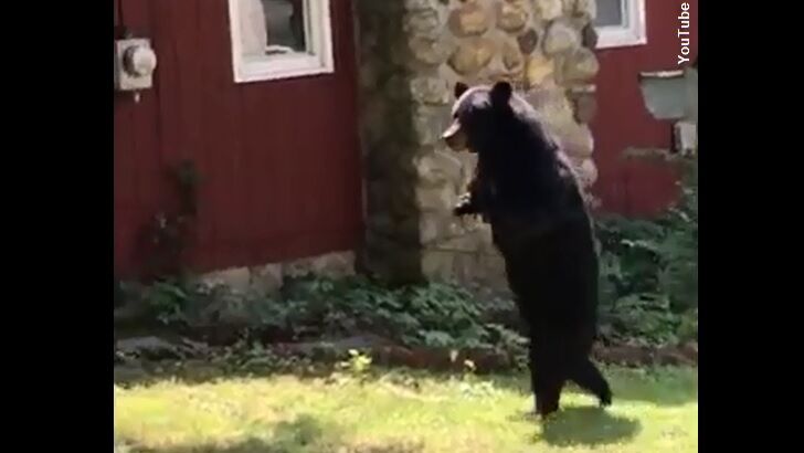 Video: Pedals the Bipedal Bear Returns!